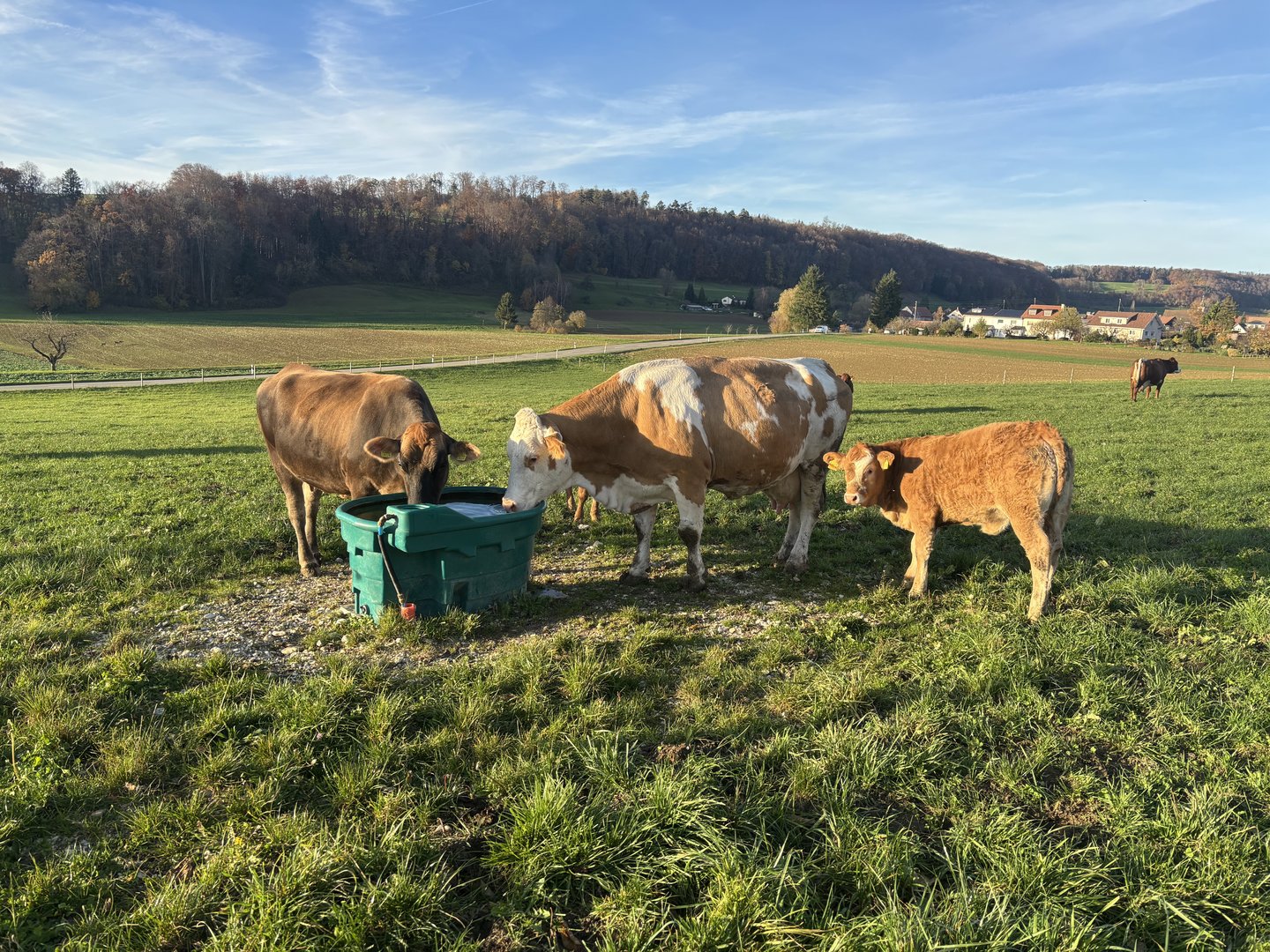 Wie versichere ich meine Nutztiere?