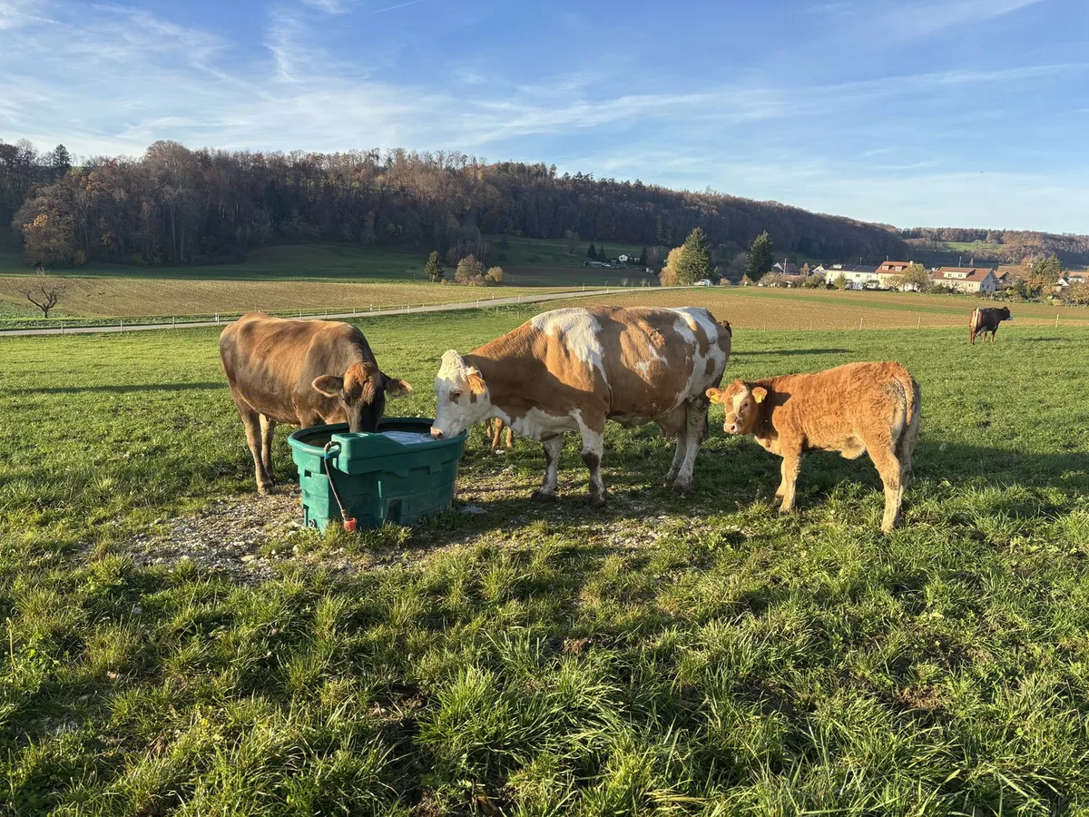 IMG_3453 Wie versichere ich meine Nutztiere?