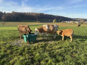 Existenzgefährdende Risiken für Einzelbetriebe lassen sich durch die Betriebsinventarversicherung versichern. Bei Weidehaltung wird der Einschluss der Gefahr Diebstahl empfohlen.