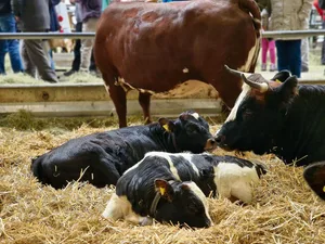 Evolener-Kühe werden neu mit 164 Franken jährlich unterstützt.