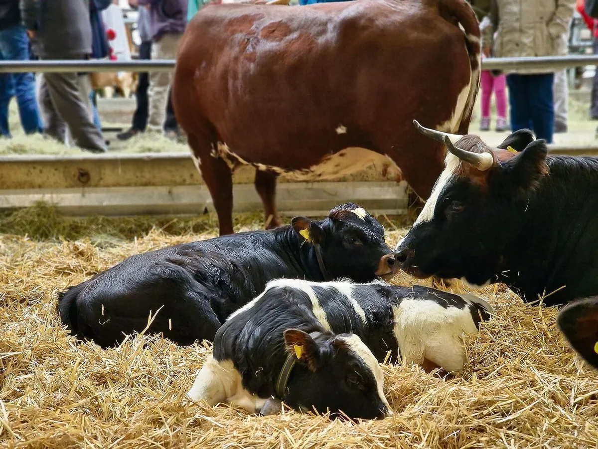 Alte Schweizer Rassen erhalten ab diesem Jahr einen finanziellen Zustupf