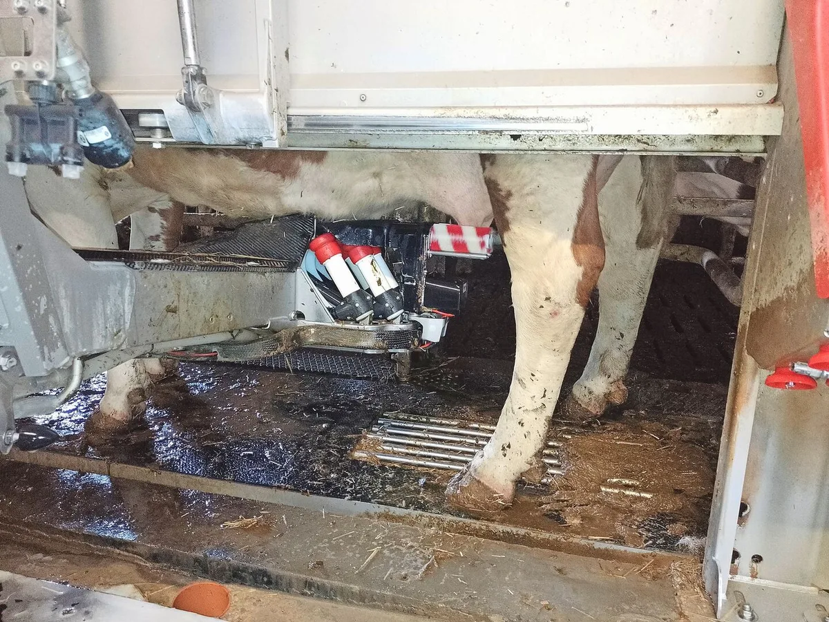 b3076885ddd9dc850ef0b8c66ef14df205583b2a7e3aa84e6050685fda99883b Die Kuhbeine sowie das Euter einer Kuh sind zu sehen, die im Melkroboter steht.