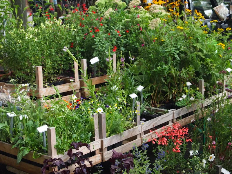 a8e1d138e246151fa9c4103fb7eb8e31a148ef9b Man sollte sich im Gartencenter und auf dem Markt nicht durch die Blütenpracht verführen lassen. Stauden pflanzt man im Herbst und am besten als Jungpflanze. (Bild Ruth Bossardt)