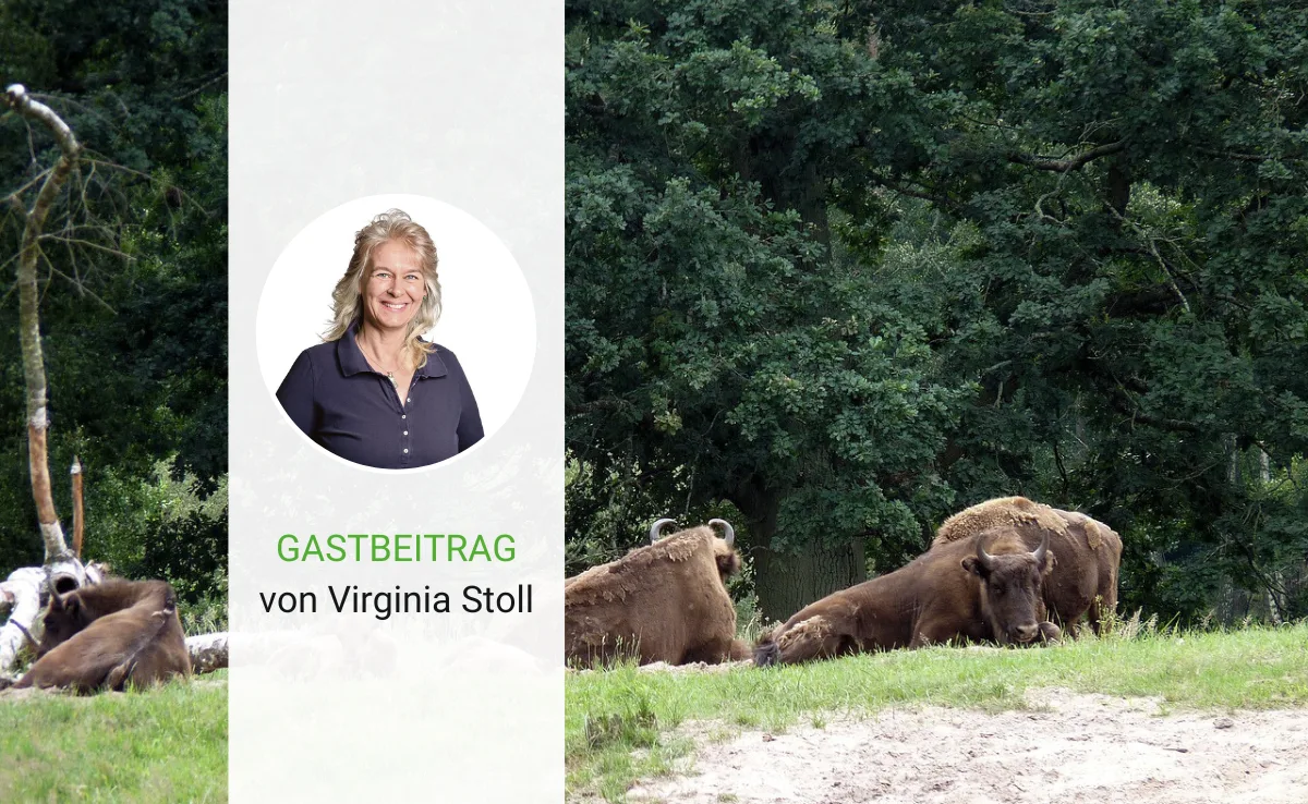 Nix mit Winnetou-Romantik mit Wisent, Wolf und Co.