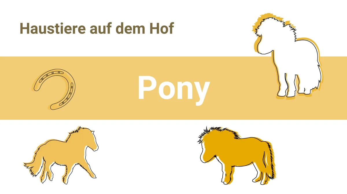 nochmal_poy Ponys: Leichtfuttrig und langlebig