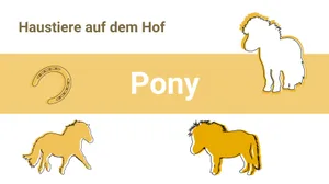 Die Tiere brauchen täglich ausreichend Bewegung. Dazu gehört die Nutzung und der Auslauf.
