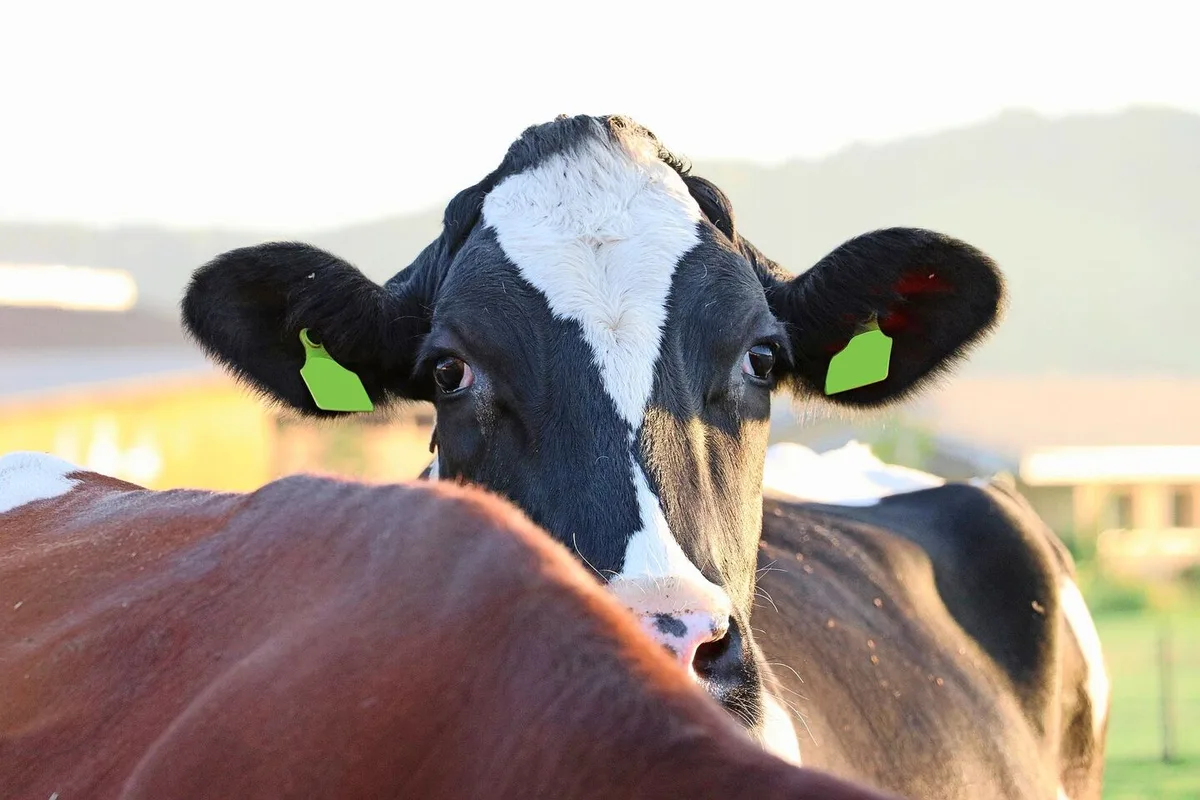 Bereits Tausende von Tieren wurden in Ungarn und der Slowakei aufgrund der MKS gekeult. Auch für die Schweiz besteht ein permanentes Risiko der Seucheneinschleppung.