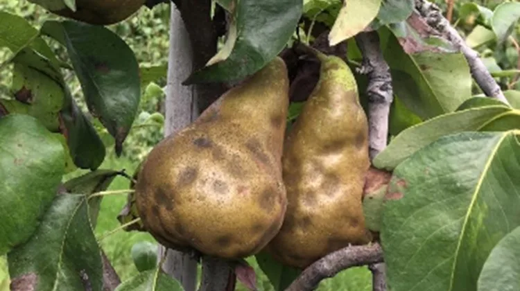 Im Obstbau befallen Baumwanzen vor allem Pfirsiche, Nektarinen und Birnen. (Bild Strickhof)
