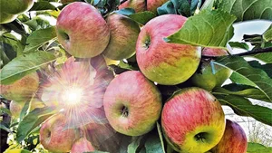 Es glänzt nicht alles im Bio-Apfelanbau: Die hohe Zahl an Pflanzenschutzbehandlungen fordert die Betriebsleiter.