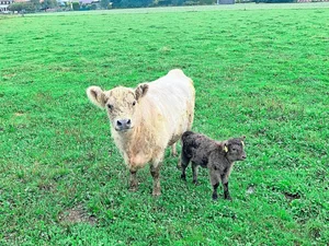Die Galloway-Kuh Bijou und ihr unerwartetes Kalb zusammen auf der Weide. Beide sind wohlauf und Bijou entwickelt den Mutterinstinkt.