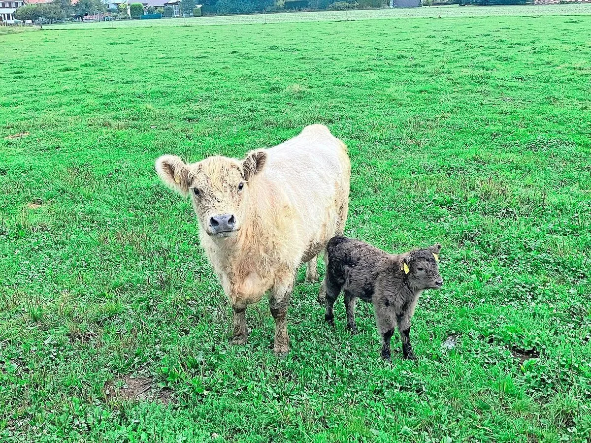 0476537e9e0e35df8b66e0956ad86d5e1555ff892f9e452cd9bfb8d791443416 Die Galloway-Kuh Bijou und ihr unerwartetes Kalb zusammen auf der Weide. Beide sind wohlauf und Bijou entwickelt den Mutterinstinkt.