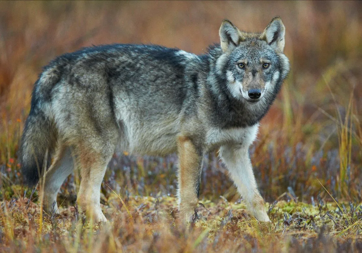 Umweltverbände warnen vor der «Wolf-Scheinlösung» der Urek-S