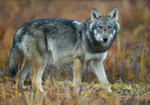 Man habe einen Konsens in Sachen Wolf gefunden, der im Interesse der Alpwirtschaft und Artenschutz gefunden, schrieben die Umweltverbände. Darauf haben sich neun Organisationen, inklusive Verbände der Land- und Alpwirtschaft geeinigt.