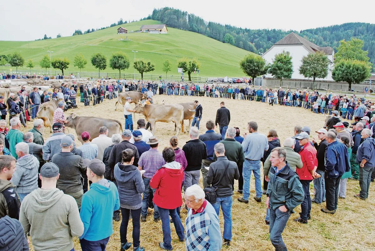 60cab8c48c885ca3c6195efa8e5e3b9493725da6 Grosszügiger Ring auf dem Schauplatz Einsiedeln. Das ermöglichte den Experten, vor viel Publikum viele Tiere für die Spezialwettbewerbe zu berücksichtigen. (Bilder Franz Philipp)