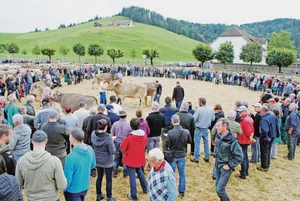 Grosszügiger Ring auf dem Schauplatz Einsiedeln. Das ermöglichte den Experten, vor viel Publikum viele Tiere für die Spezialwettbewerbe zu berücksichtigen. (Bilder Franz Philipp)
