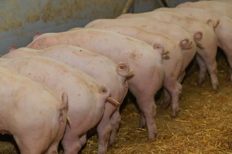 b345f50c871f954396647346fc98ea5375768932 Die aktuelle Inlandversorgung von 93 Prozent ist gemäss der Branchenorganisation ideal. (Bild Peter Röthlisberger)