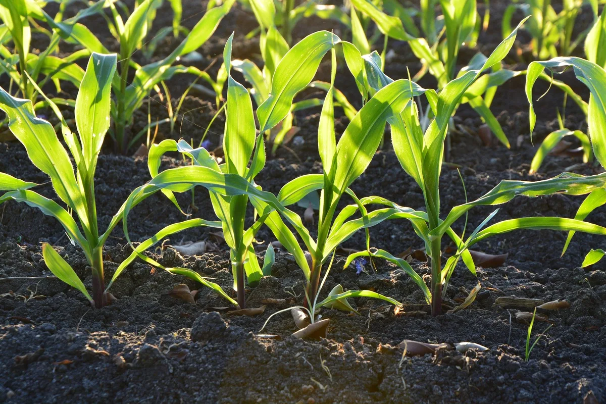 corn-gcb694cde0_1920 Wissenschaftskommission des Ständerats will Gentech-Moratorium beschränken