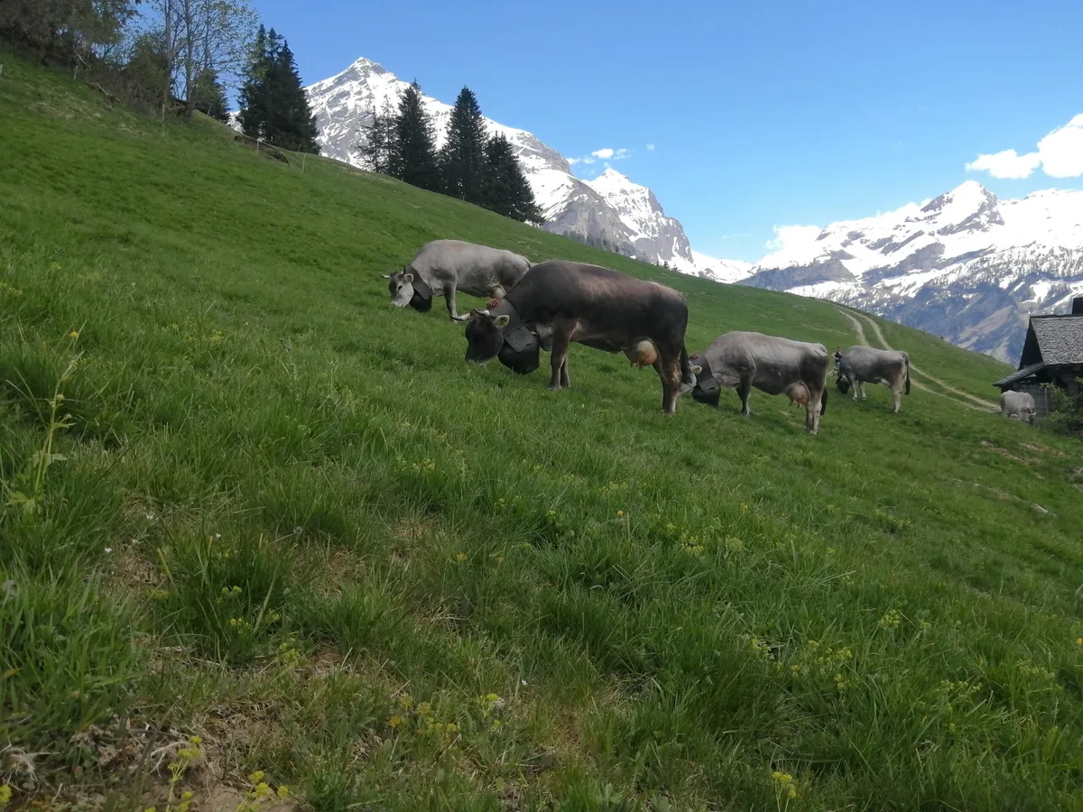0e73f8e2e159fd3cdb58527544638ac644d82017 Ein Teil der rätischen Grauviehherde nach der Ankunft in der Vorsass. (Bild Toni Bergmann)