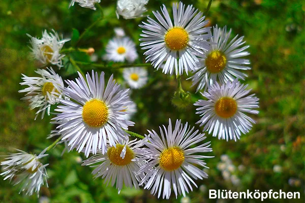 c872f1cd7d8ff3f0e4d9517191495686d3a8a75d Neophyten wie das Einjährige Berufskraut sollen stärker bekämpft werden. (Bild neophyt.ch)