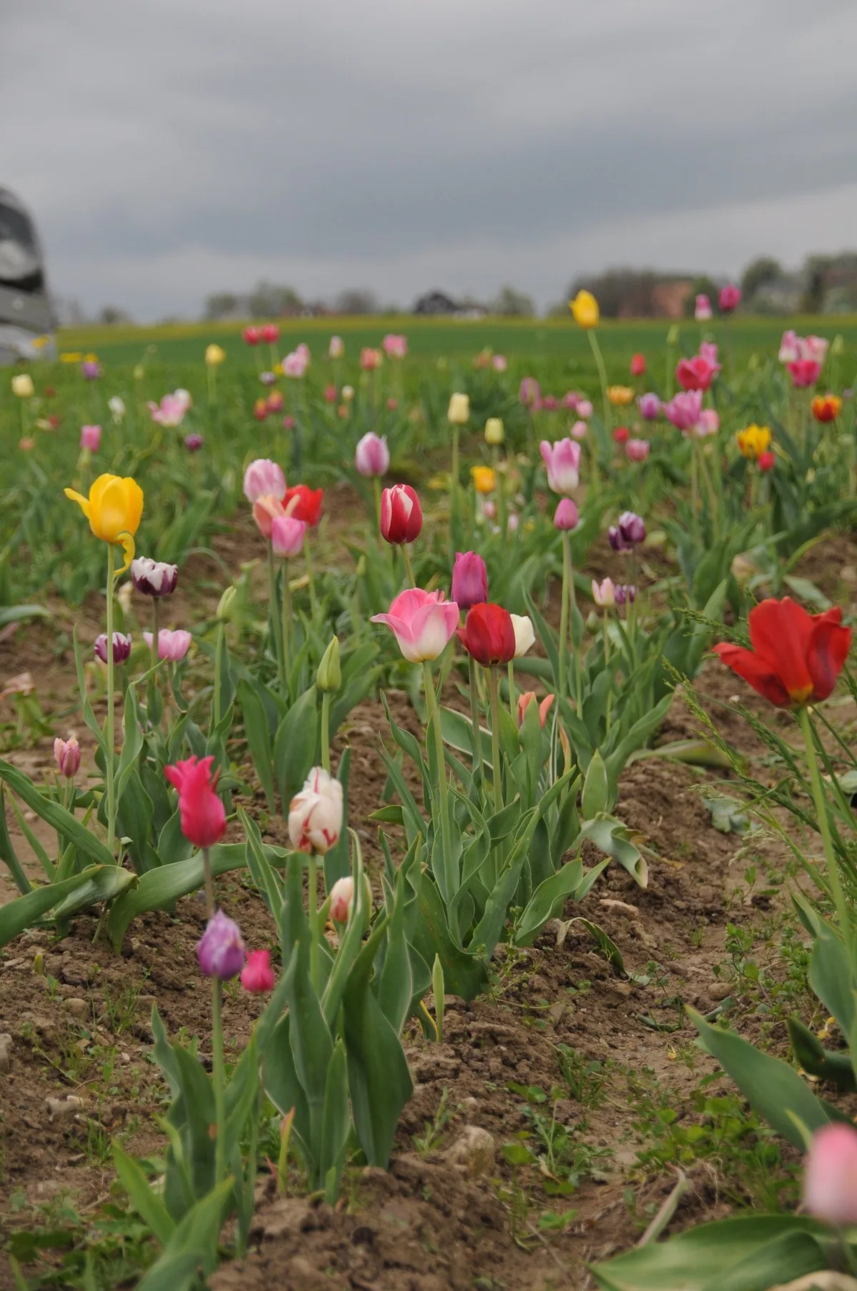 d5332497062bdbc91781290ce535969395545711 Trübe Aussichten zum Saisonstart: Selbstpflückfelder für Blumen müssen zurzeit geschlossen bleiben. (Bild Andrea Gysin)
