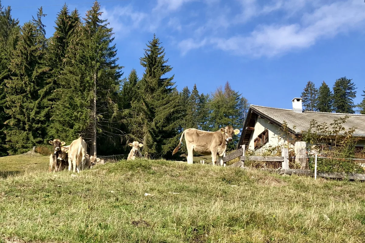 Rinder auf einer Voralp über der Stadt Chur.