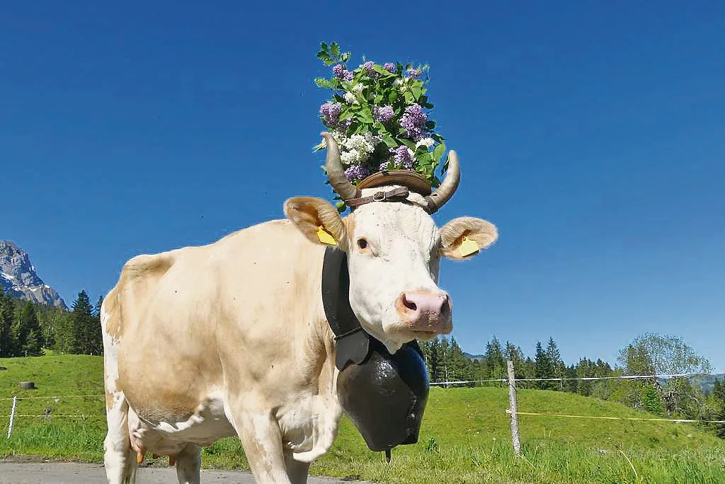 5f40aa150d852236fd133c0a90350908668d01a0 Ilona prächtig geschmückt: Die hübsche Simmentaler-Kuh ist zu Recht der Stolz der Familie Gerber. (Bild Hans Gerber)