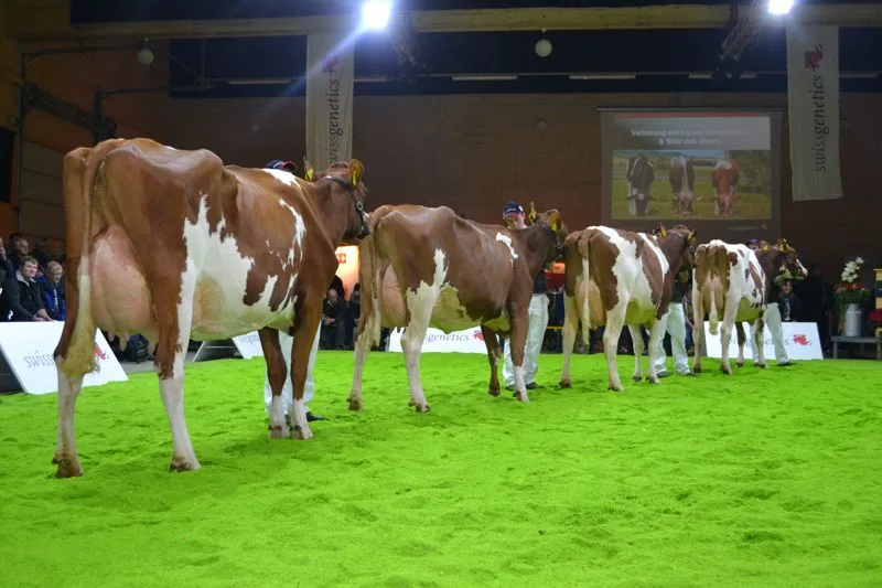 Die eindrückliche Nachzuchtgruppe von Isor, der zum Stier des Jahre gewählt wurde. (Bild jsc)