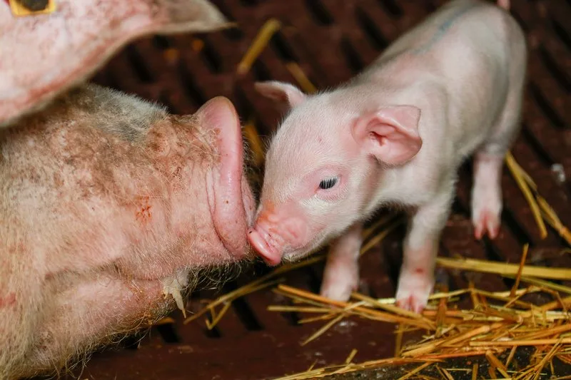 8973f9eae3c07a4d5e5630e4dc3d14ff12b2357b Von derartiger Harmonie ist man in der Schweinebranche weit entfernt: Mit harten Bandagen wird um die Kontrolle von Suisag gekämpft. (Bild Peter Röthlisberger / die grüne)