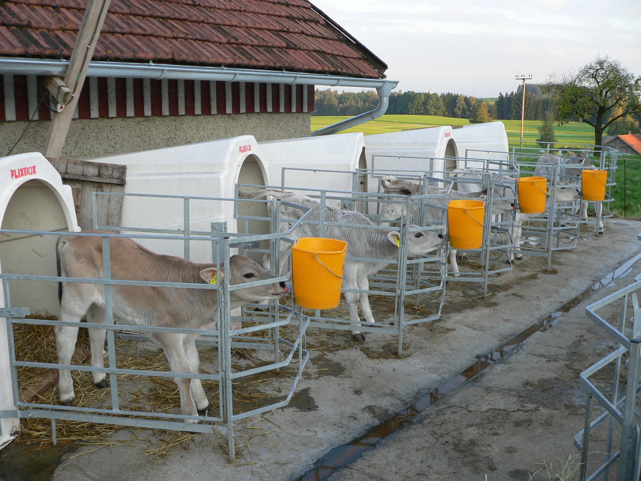 Viel Licht und Luft ist gut für junge Kälber. In der Kälbermast gibt es aber noch grossen Handlungsbedarf, um die Kälbergesundheit zu verbessern.  (Bild BauZ)