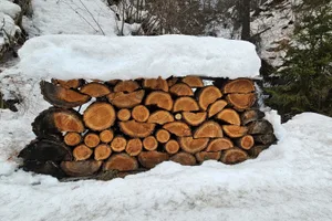 Wie lange wird der kommende Winter, wie lange braucht es im Frühling 2027 noch Brennholz? Die Muotathaler Wetterschmöcker sind sich nicht einig.