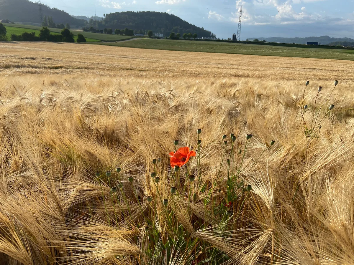 IMG-20220616-WA0002 Die Gerste ist dieses Jahr früher reif als in anderen Jahren
