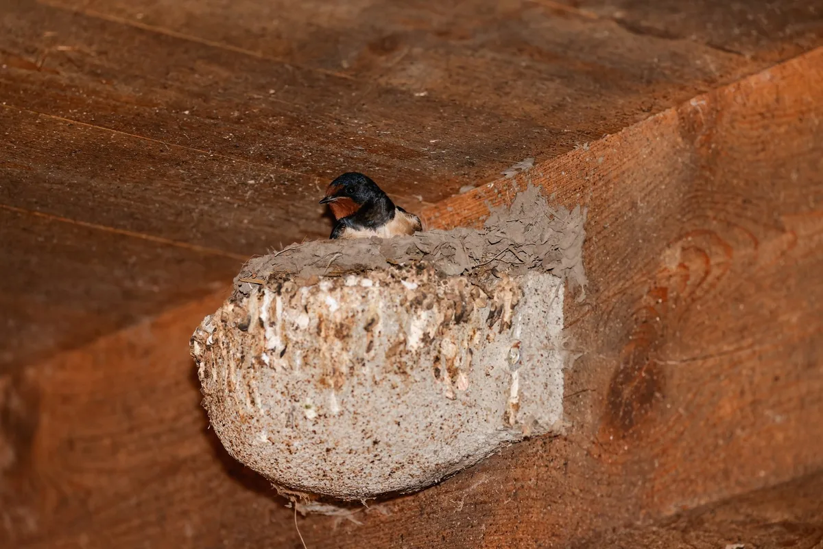 Schwalbe-im-Nest Schwalben im Stall: Sind sie wegen der milden Temperaturen früher da?