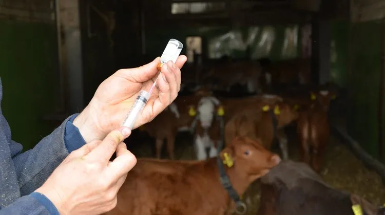 8addb7645826acde20dcbf2e2637ebfeaa6a8c19 Nicht nur Antibiotika, sondern auch Antiparasitika und Hormonpräparate aus Frankreich wurden von Schweizer Landwirten gekauft. (Symbolbild Aline Küenzi)