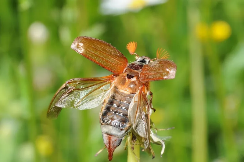77b37e838727fba315ed4e2b6d8ed7706d72a172 Mancherorts fliegen die Maikäfer. (Bilder Christian Schweizer)