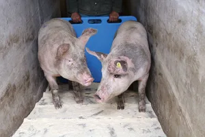 Ein ruhiger Umgang und eine strukturierte Arbeit vermeidet Stress. Ein Treibbrett kann helfen, dass die Tiere nicht in den Stall zurücklaufen. Bild: Philipp Egli
