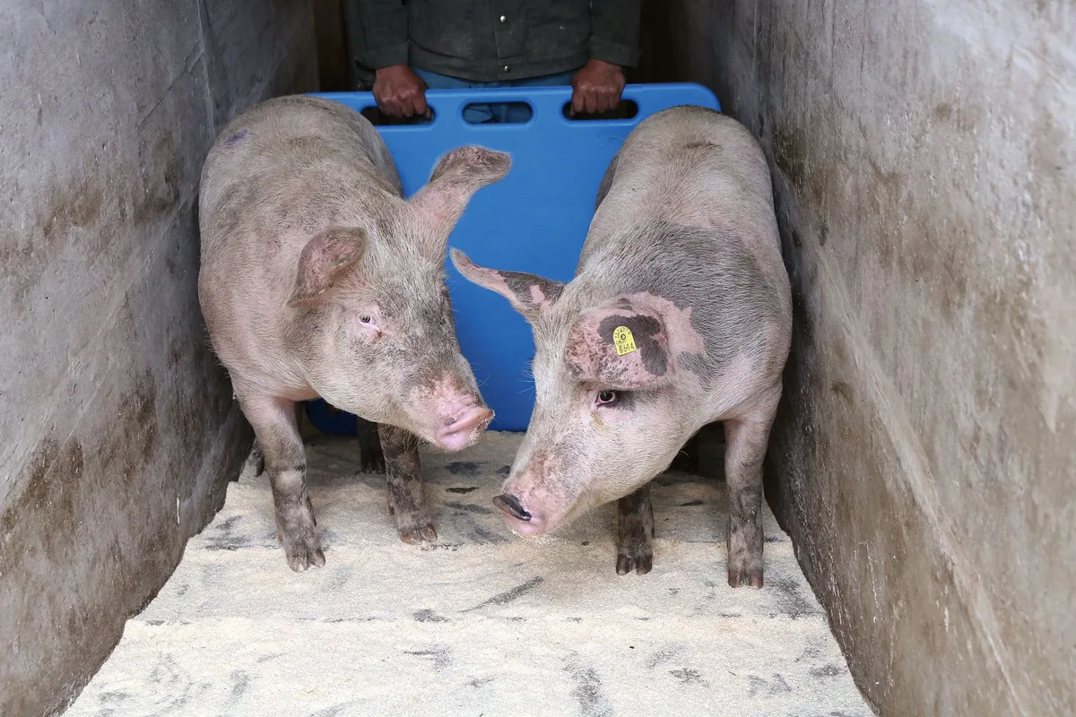 Ein ruhiger Umgang und eine strukturierte Arbeit vermeidet Stress. Ein Treibbrett kann helfen, dass die Tiere nicht in den Stall zurücklaufen. Bild: Philipp Egli