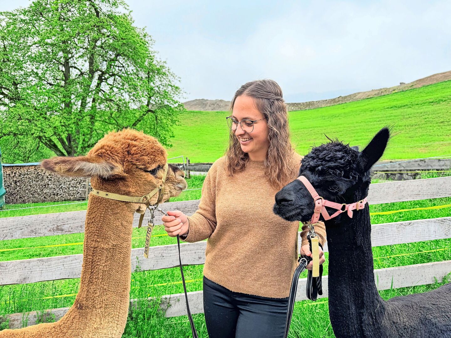 Sara Flühler und zwei ihrer Alpakahengste: Dolcetto (l.) und Blacky. Sie hat sich in den letzten neun Jahren viel Fach- und Praxiswissen rund um die Tiere angeeignet.
