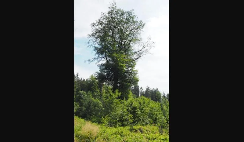 dd46a7e540d3d7471b2b834cf6dc3eebbc5a294f In den nächsten 50 Jahren wird diese rund 200 Jahre alte Buche im Thurgauer Forstrevier Seerücken sich selbst überlassen und darf nicht gefällt werden. Dafür gibt es für den Besitzer eine finanzielle Entschädigung. (Bild chw)
