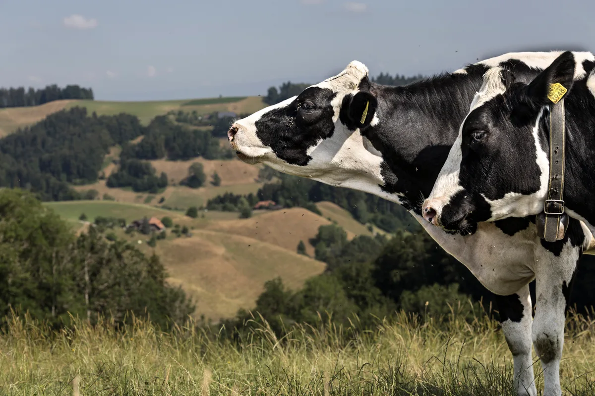 Trockenes Land und weniger Kühe. Der August präsentiert sich in seiner vollen Härte. Wer jetzt X-Kühe schlachten lässt, hat das Nachsehen.