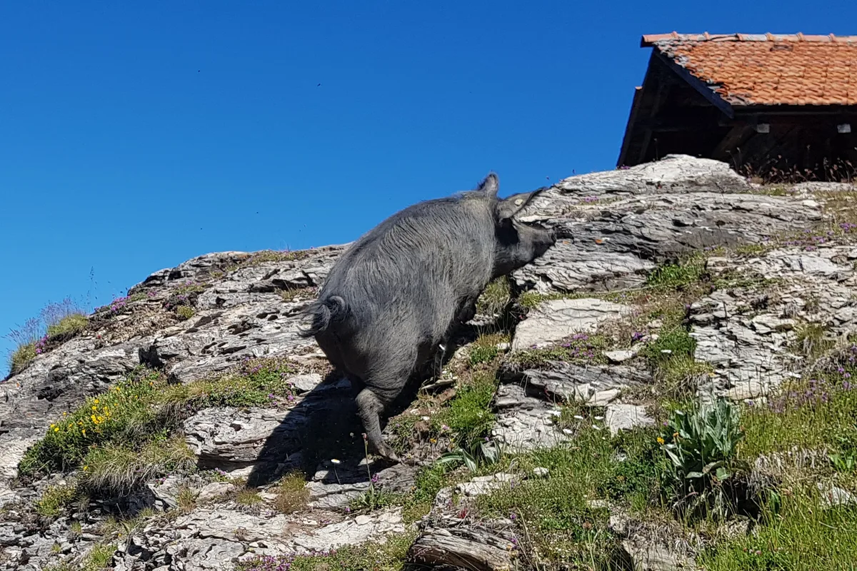 Berggängig_Frauke Watzek.jpg Ihr Körperbau mit kurzem Rumpf und langen Beinen macht Schwarze Alpenschweine geländegängig im Berggebiet.