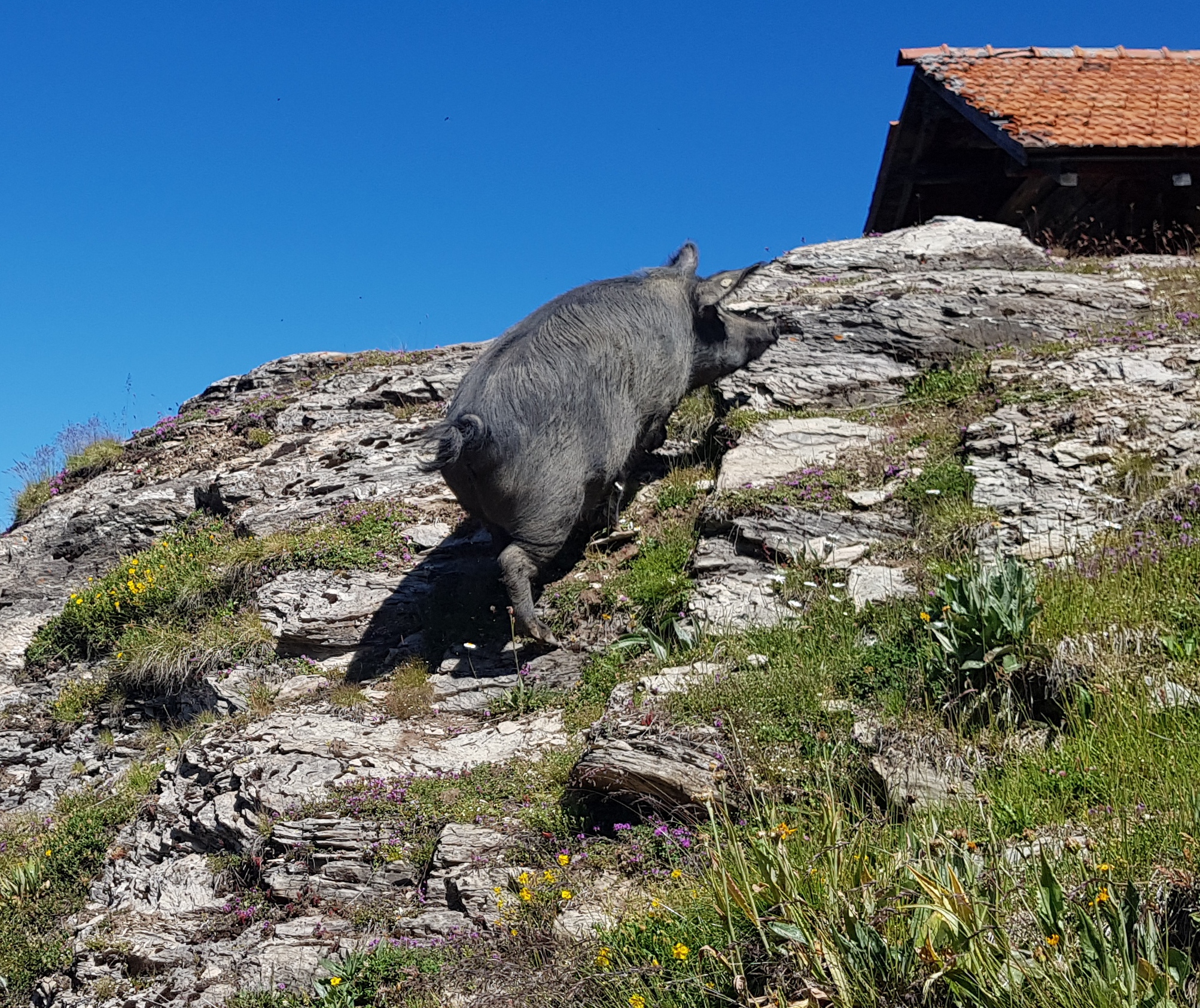 Ihr Körperbau mit kurzem Rumpf und langen Beinen macht Schwarze Alpenschweine geländegängig im Berggebiet.
