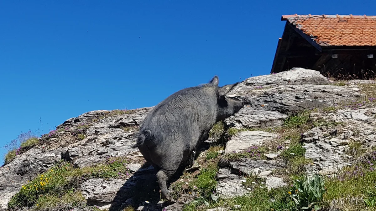 Berggängig_Frauke Watzek.jpg Ihr Körperbau mit kurzem Rumpf und langen Beinen macht Schwarze Alpenschweine geländegängig im Berggebiet.
