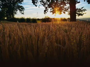 Der Getreideanbau steht weltweit vor grossen Herausforderungen. Die steigenden Kosten der Produktion werden über die gesamte Wertschöpfungskette realisiert werden müssen.