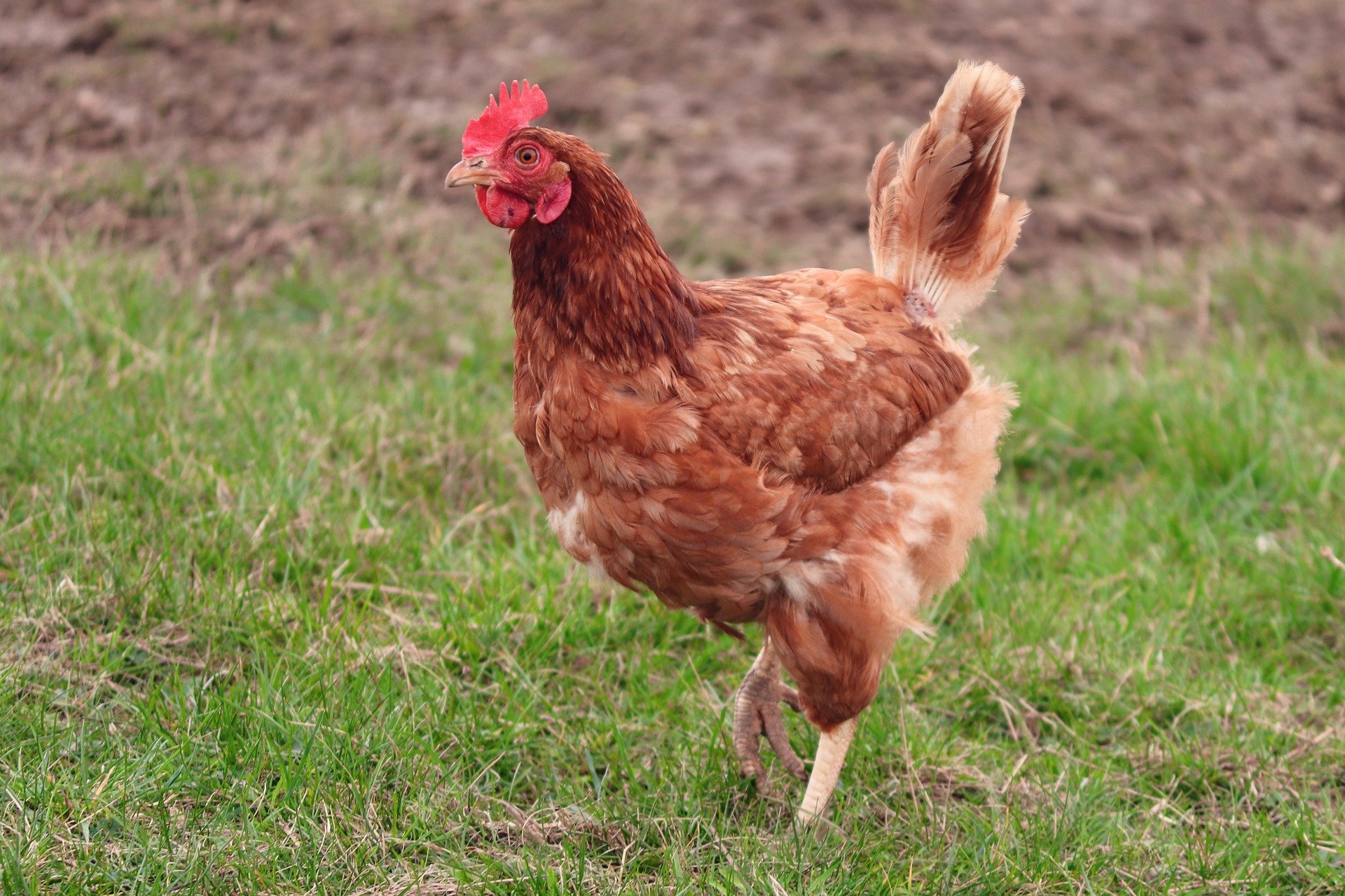Ab Montag gelten schweizweit Massnahmen gegen die Vogelgrippe