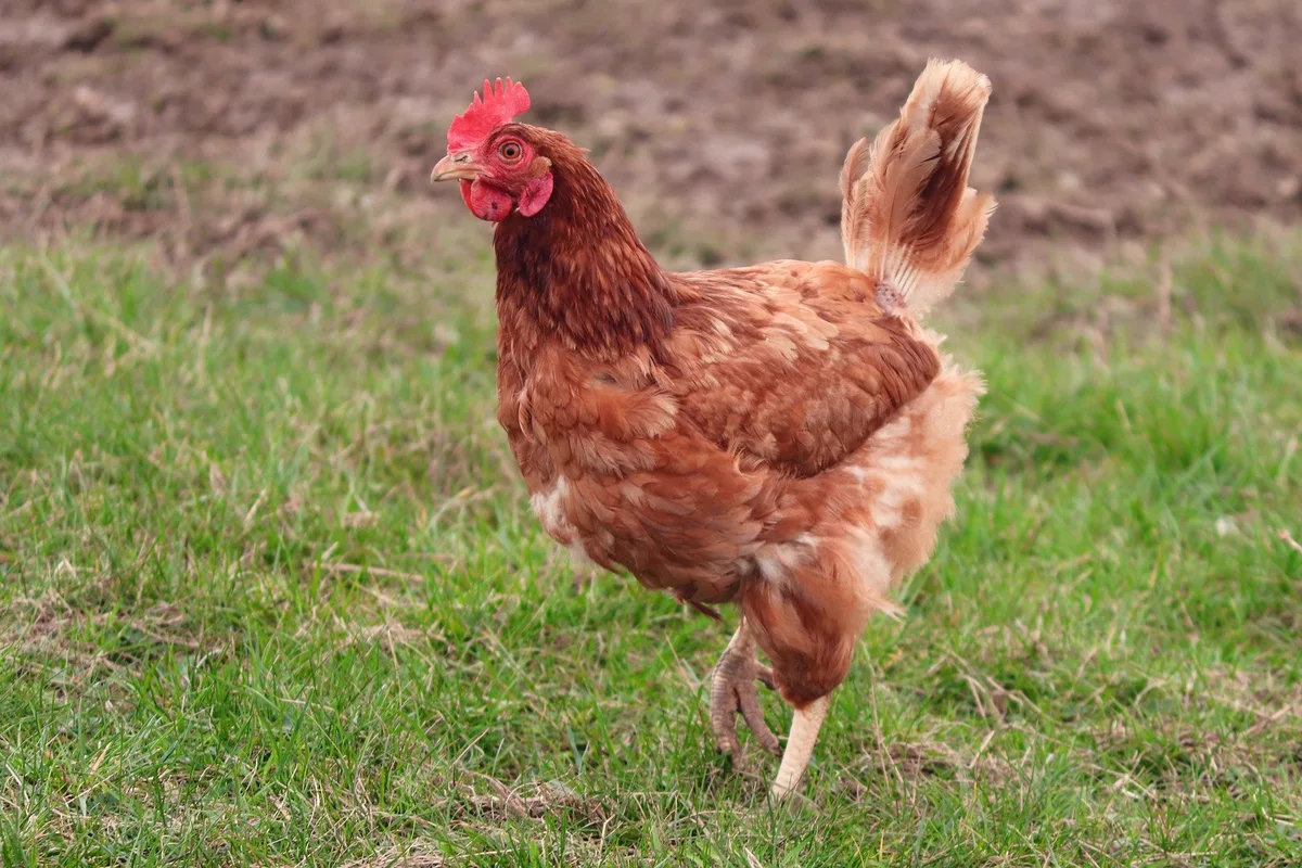 Ab Montag gelten schweizweit Massnahmen gegen die Vogelgrippe