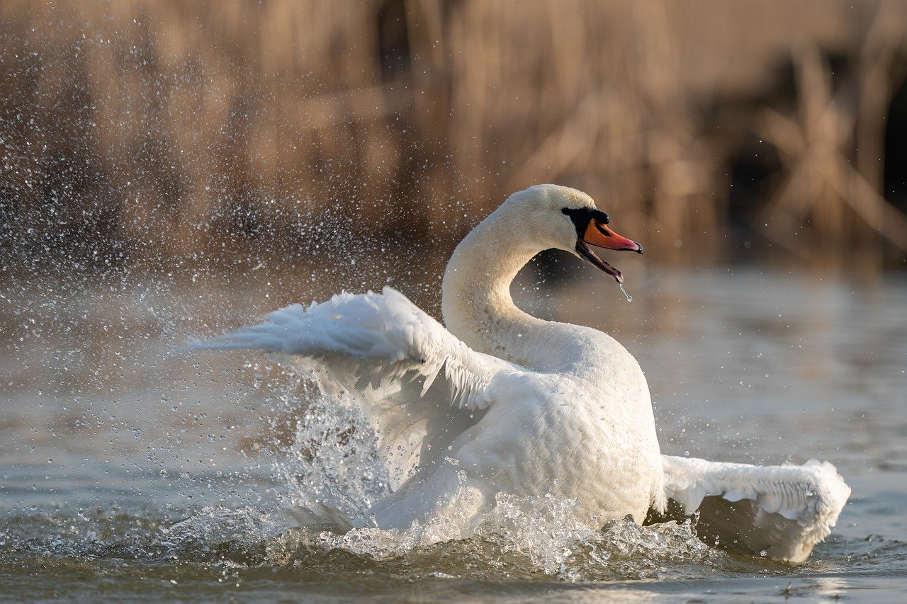 Der Schweizer Tierschutz STS kritisiert unter anderem, dass der Höckerschwan in der Schweiz nicht ausreichend geschützt werde. (Bild Pixabay)