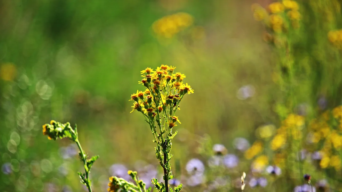 rihaij-flower-1515731.jpg Das Jakobskreuzkraut ist in der Schweiz heimisch und befindet sich auf dem Vormarsch. In Deutschland ist die Giftpflanze ein echtes Problem.