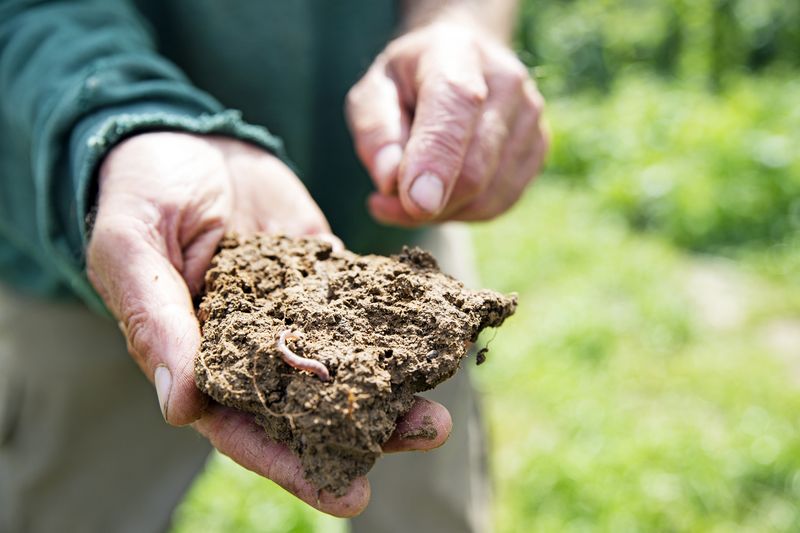 «Klimaneutrale Landwirtschaft Graubünden» mit ersten Erfahrungen