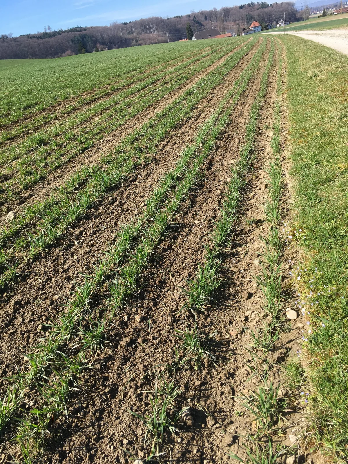 hasenweizen Getreidefeld, in weiten Reihen angesät.