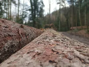 Dieses Jahr sind die Holzerarbeiten besonders riskant. (Bild lid)